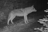 Coyote101409_0454hrs